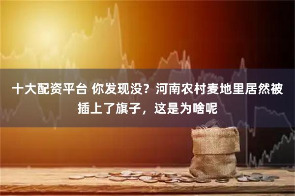 十大配资平台 你发现没？河南农村麦地里居然被插上了旗子，这是为啥呢